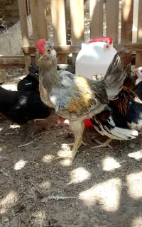 مرغ و خروس گلین اصیل