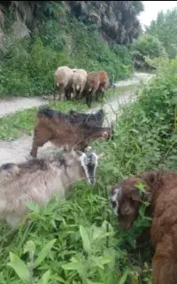بز،گوسفند،بزغاله،ارگانیک،جوجه