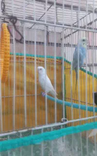پرنده مرغ عشق