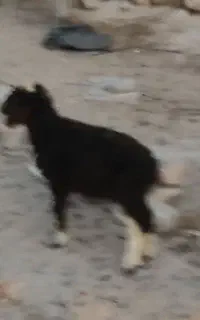 مادرش مرده