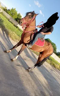 اسب