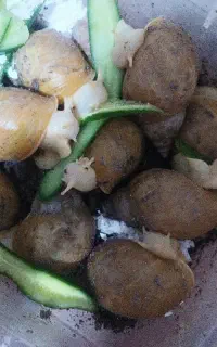 حلزون با قیمت مناسب