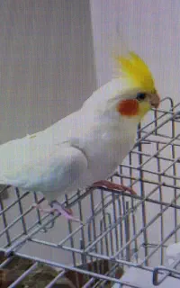 گمشده عروس هلندی