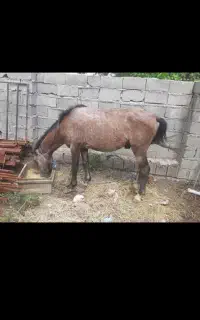 اسب