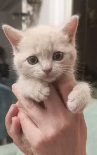 گربه نژاد دار