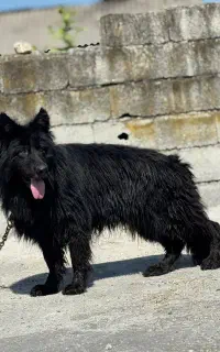 ژرمن شولاین بلک نر نگهبان ۲ سال کیفیت استثنایی