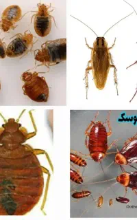 سم پاشی نظافت سوسک پشه ساس مورچه بید کنه کل حشرات