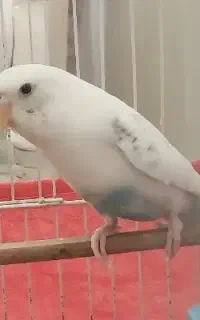 مرغ عشق زیبا و با هوش مولد