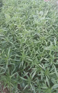 سبزی فلفلک یا مزه یا شوید  و،،