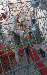 6تا عروس هلندی با قفس بزرگ که تولکن باید تقویت شن