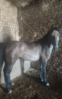 خرید و فروش خر اسب