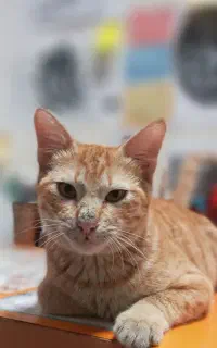 گربه گمشده