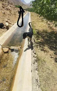 سگ گله ای جوان جونوری