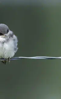 فروش خط سیم کارت ۳۴۱ دائمی
