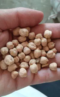 نخود درجه ۱