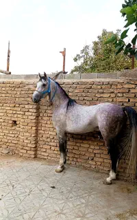 اسب نریان کرد استثنایی