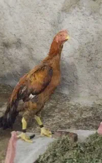 خروس لاری اصیل