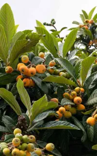 انواع نهال میوه پیوندی