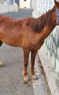 اسب