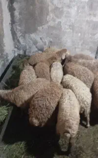 13راس بره شیرمت 3عدد نر 11عدد ماده دونه ای 16800