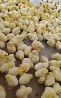 سایت نعیم جوجه گوشتی راس