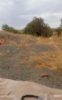 بادام تازه دیمی ارگانیک