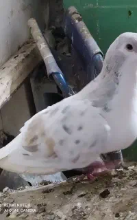 ساده هفترنگ