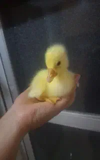 جوجه قو قاز اصل