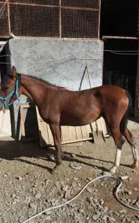 اسب‌مادیان