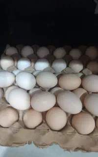 تخم مرغ محلی خوراکی و نطفه دار