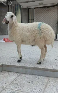 بره نر