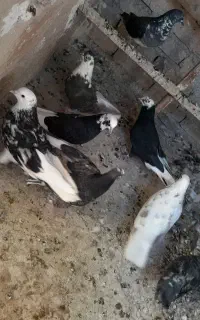 کفتر