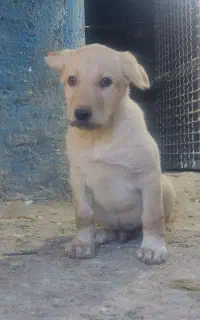 سگ پژدر