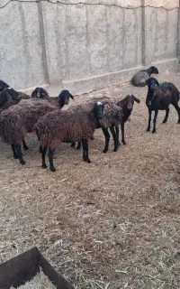 شیشک میش چاق کیلویی