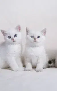 گربه بریتیش سیلور ns دوماهه