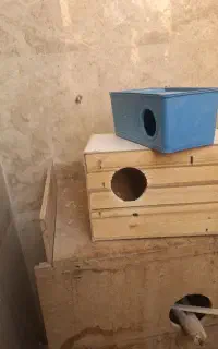 لونه چوبی ولونه پلاستیکی