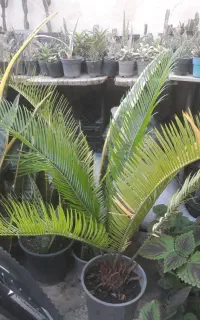 سیکاس،سانس
