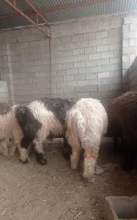 بره نر