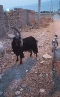 بزداشتی