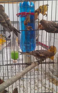 پرنده گلبسر
