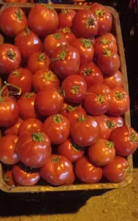 فروش گوجه ربی درجه یک با رب دهی بالا