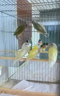 فنچ گلدین جوجه نیم رنگ سایز درشت