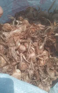 پیاز زعفران