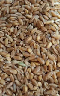گندم  ابی  تست کرده برای نان