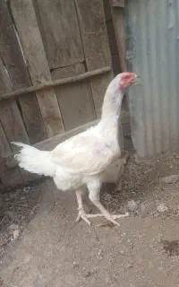 فروش مرغ لاری