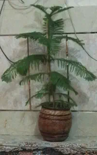 گل طبیعی بفروش میرسد