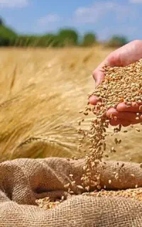 فروش گندم بذری شبرنگ