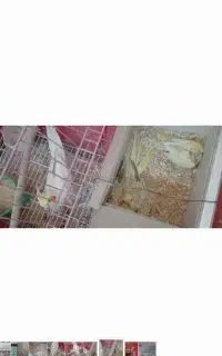 فروش جفت عروس مولد دستی و رام با۱ جوجه