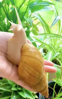 حلزون آلبینو
