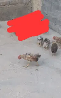 جوجه بومی
